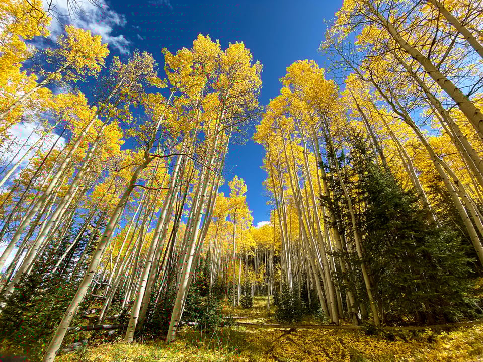Aspen Trees in Fall