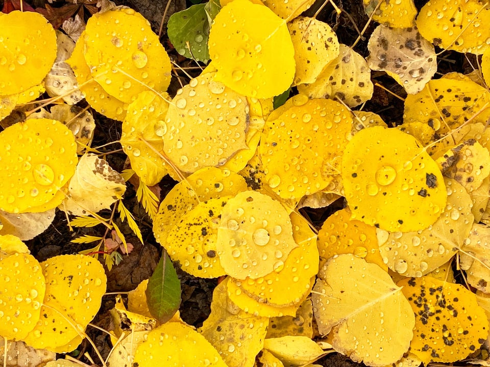 Aspen Fall Leaves with Water Drops