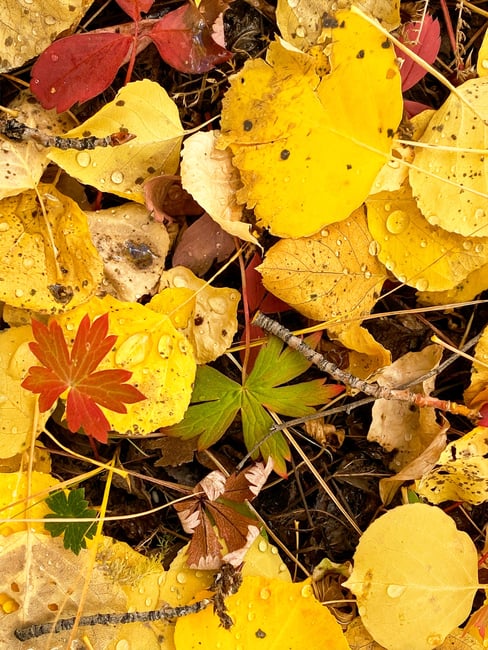 Fall Aspen Leaves on the Ground