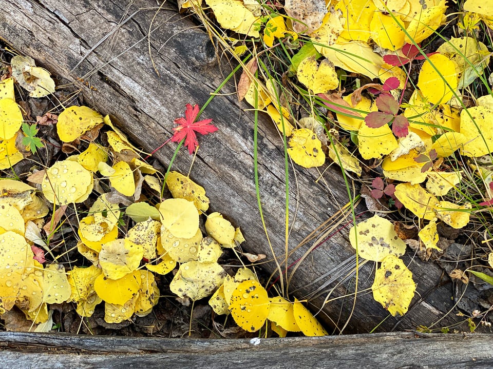 Aspen Fall Leaves and a Log
