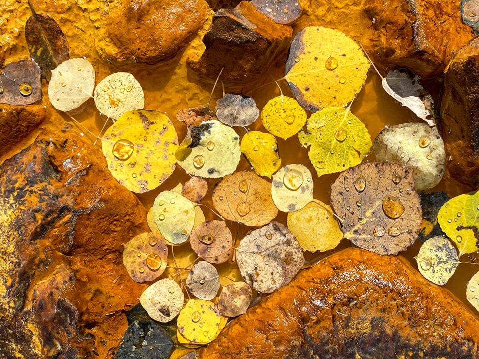 Aspen Leaves in Water