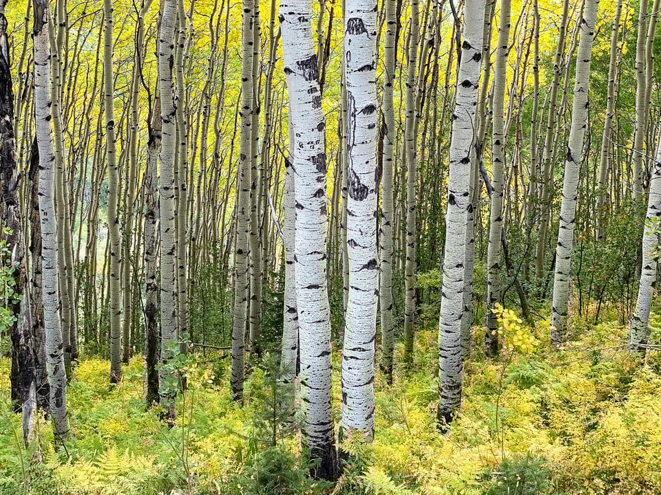 Aspen Trunks in Fall