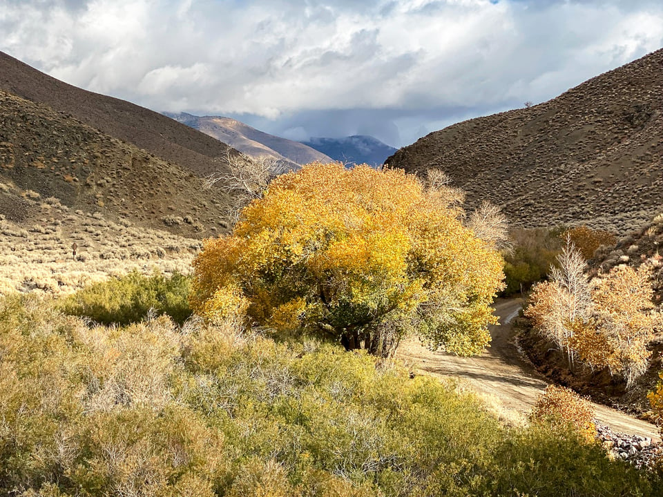 Cottonwood in Death Valley National Park