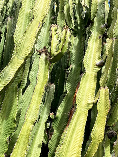 Bird in Cactus