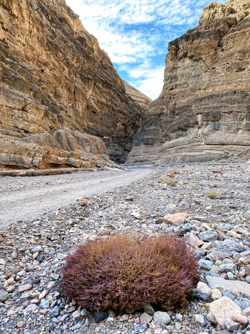 A Plant in Titus Canyon