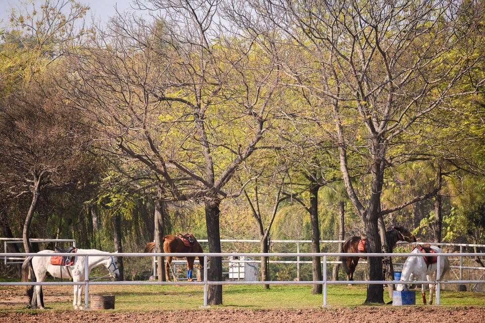 Horses eating grass