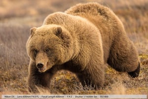 Large Grizzly Walking Denali Back Country