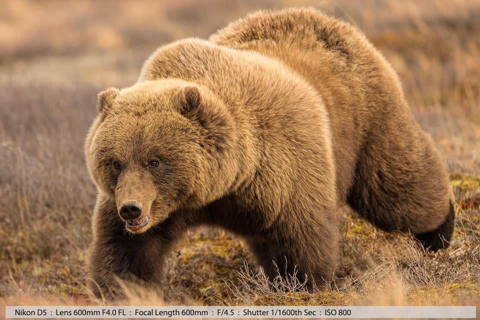 Large Grizzly Walking Denali Back Country