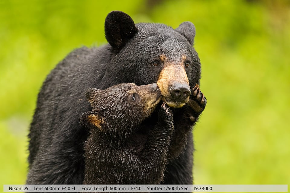 Female Black Bear and Tiny Cub Kissing Closeup