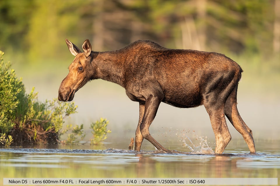 Calf Moose Feeding in Pond Fog on Water North Maine