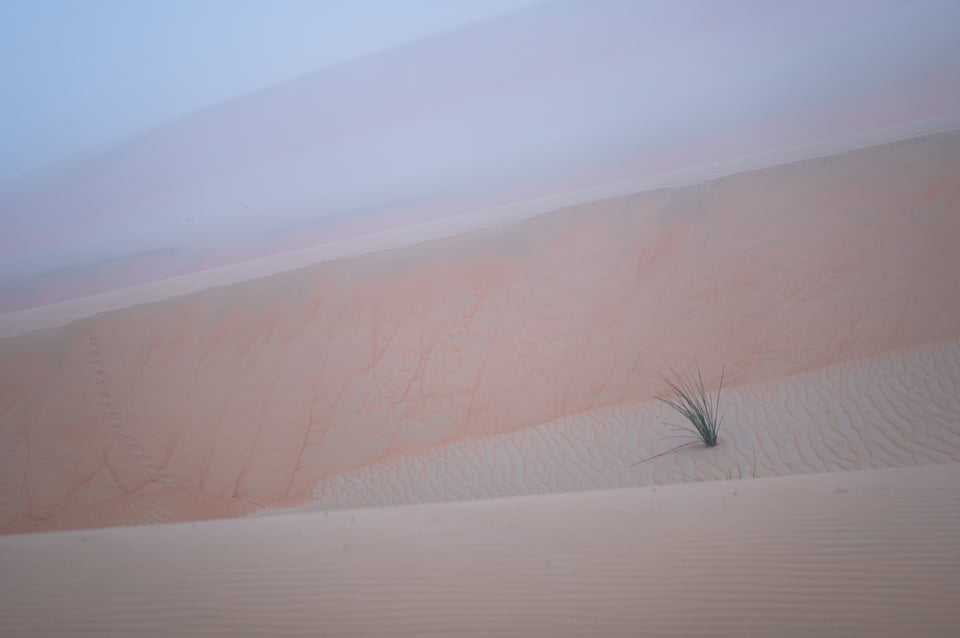 Desert photo of plant in fog