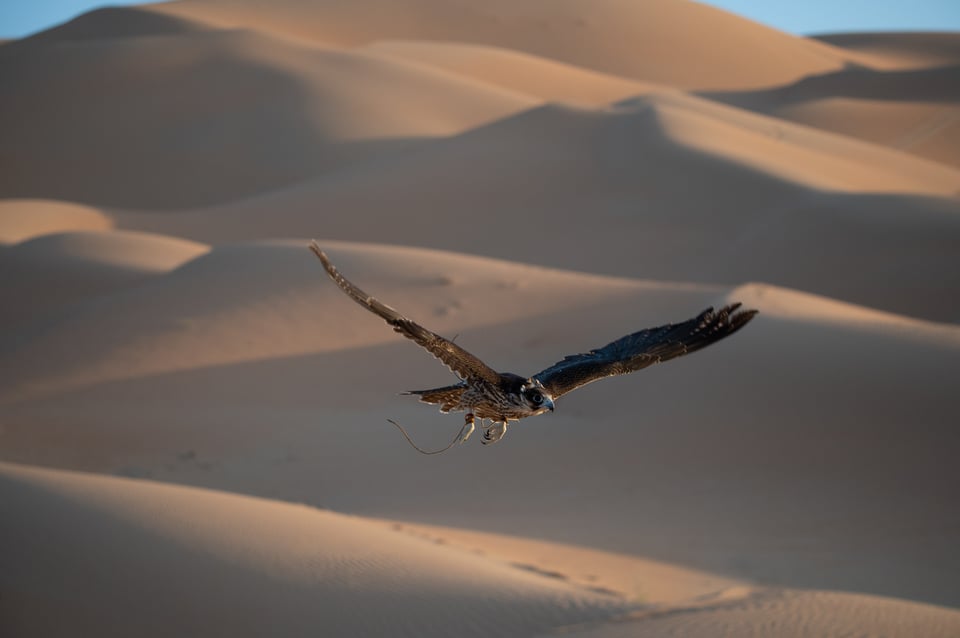 Hawk in Flight Autofocus Test Nikon D780 51 Point System with Improved Algorithm