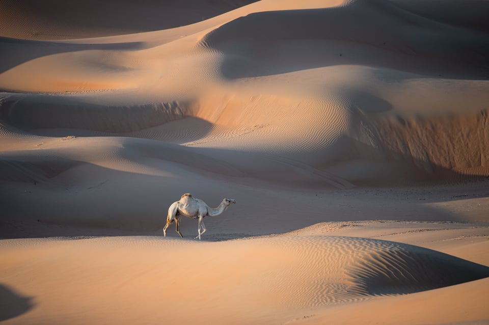 Lone Camel in the Empty Quarter Desert, UAE, Nikon D780 Sample