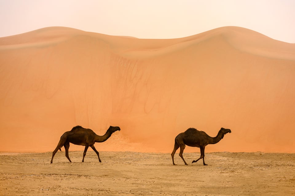 Two Camels and Humps
