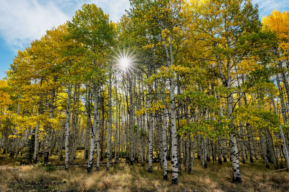 Fall Aspens, captured with Fuji XF 16mm f/1.4 R WR