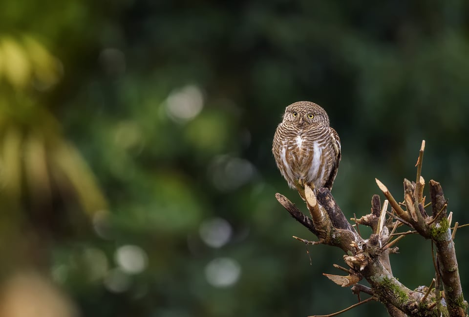 Asian-barred Owlet waiting to snatch earthworm from the farmland