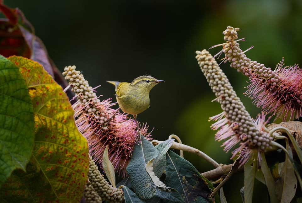 Buff-barred Warbler landed into the Ghurpees floral bed