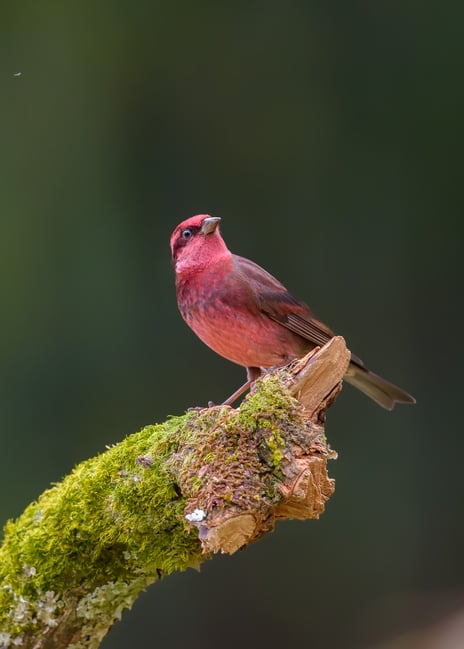 Dark-breasted Rosefinch (M)