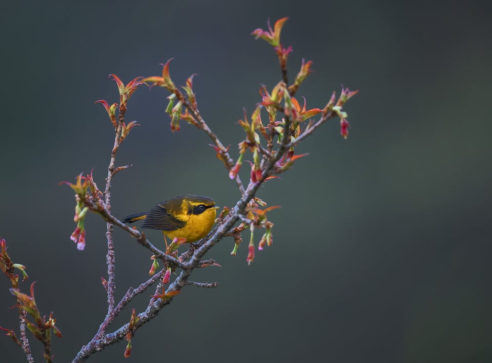 Golden Bush Robin