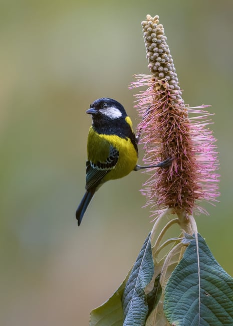 Green-backed Tit in Leucosceptrum canum flower