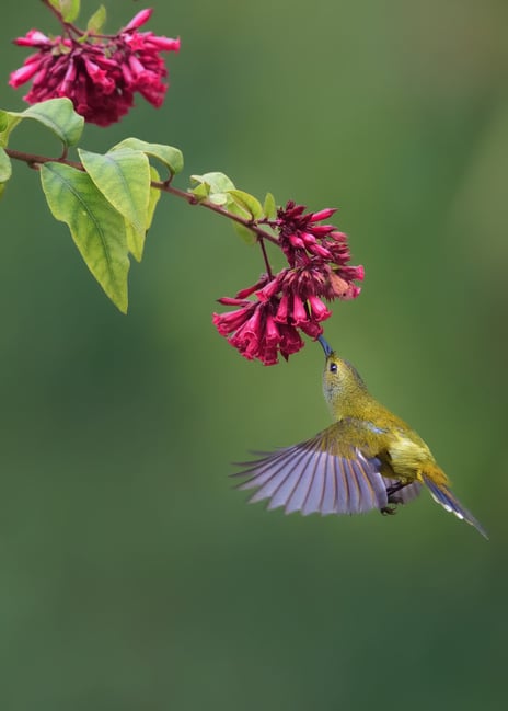Green-tailed Sunbird (F) hovering to collect nectar from Cestrum elegans flower