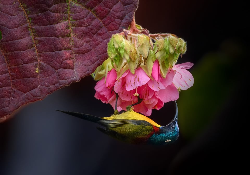Green-tailed Sunbird (M) hanging under the dome of Dombeya wallichii flower