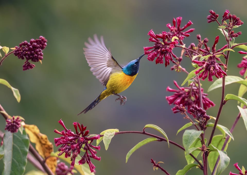 Green-tailed Sunbird (M) hovering to collect nectar from Cestrum elegans flower