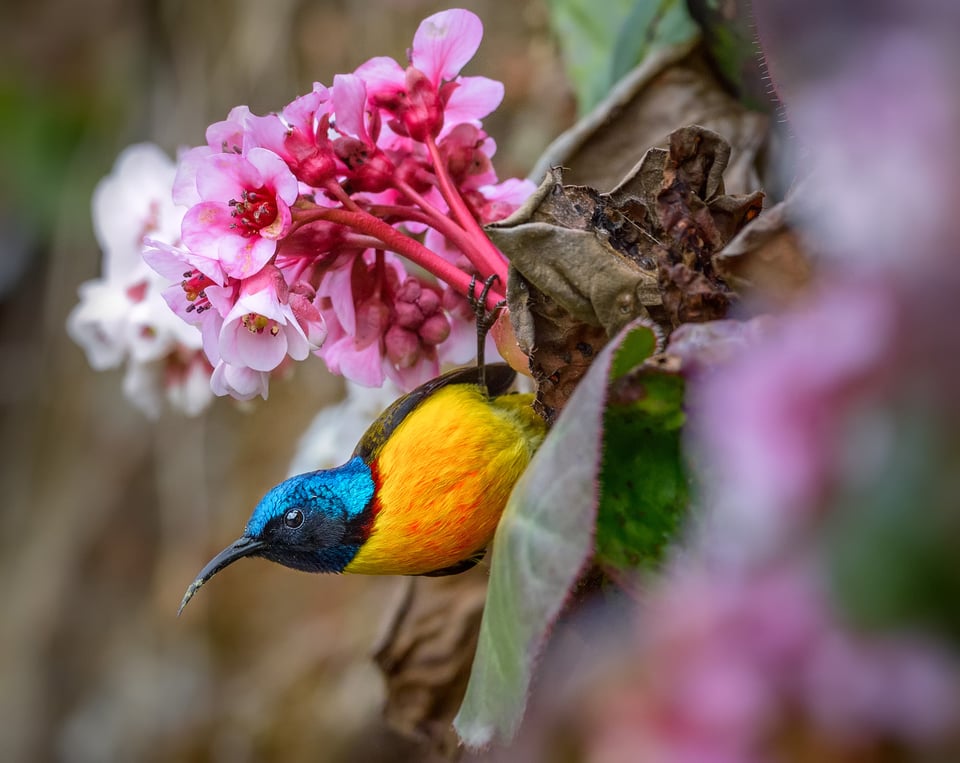 Green-tailed Sunbird (M) in Begenia garden