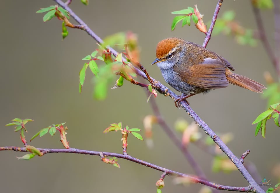 Grey sided Bush Warbler