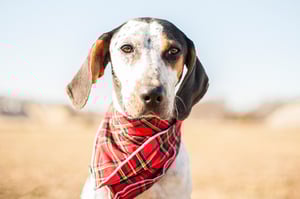 Gus