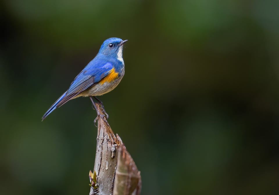 Himalayan Bluetail