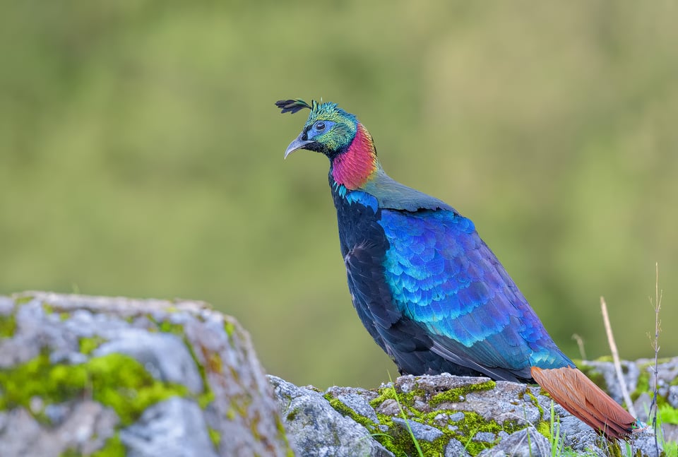 Himalayan Monal