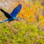 Hyacinth macaws 09