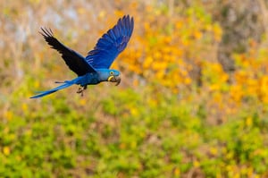 Hyacinth macaws 09