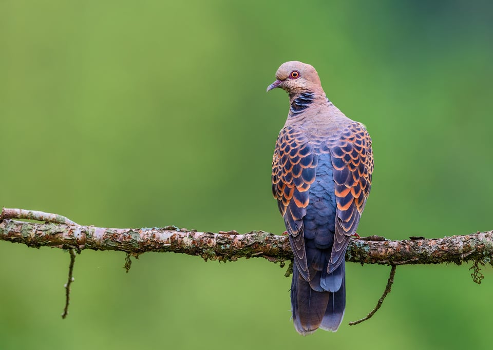 Oriental Turtle Dove