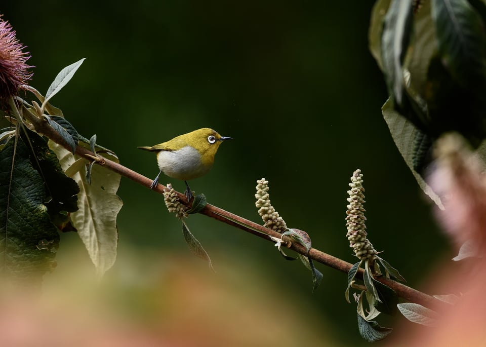 Oriental White Eye