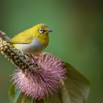 Oriental White Eye