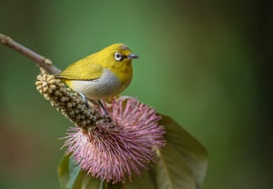 Oriental White Eye