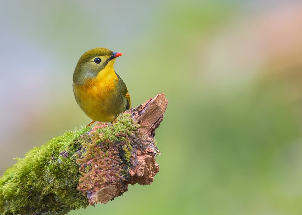 Red-billed Leiothrix