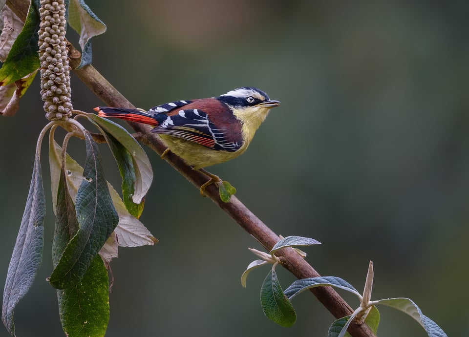 Red-tailed Minla