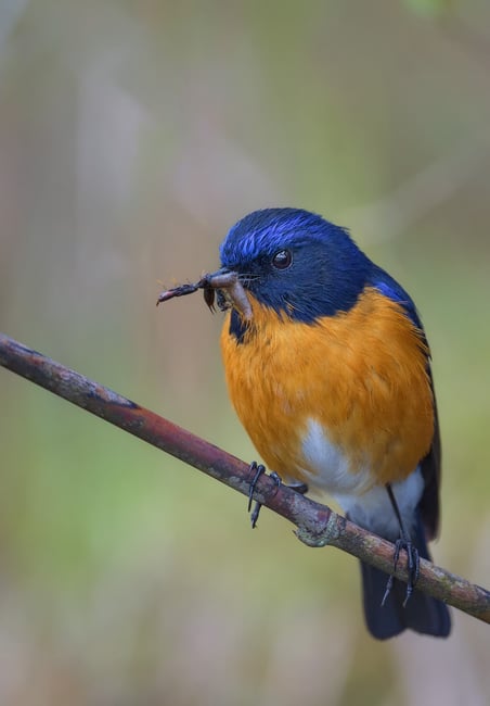 Rufous-breasted Bush Robin with catch