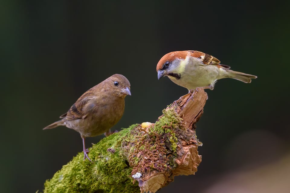 Russet Sparrow (M) on right with Dark-breasted Rosefinch (F) on the left