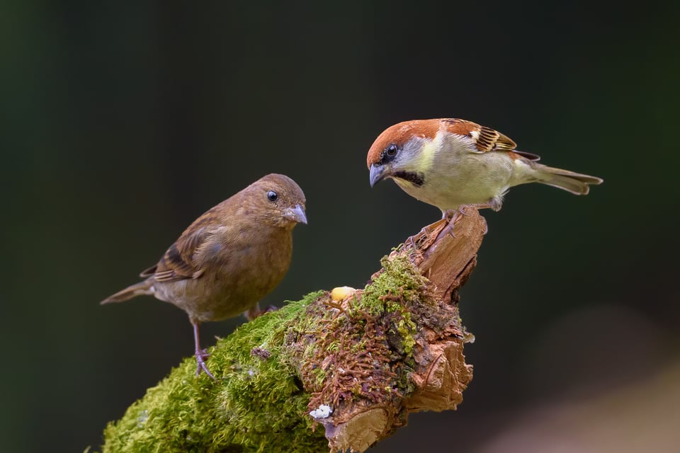 Russet Sparrow (M) on right with Dark-breasted Rosefinch (F) on the left