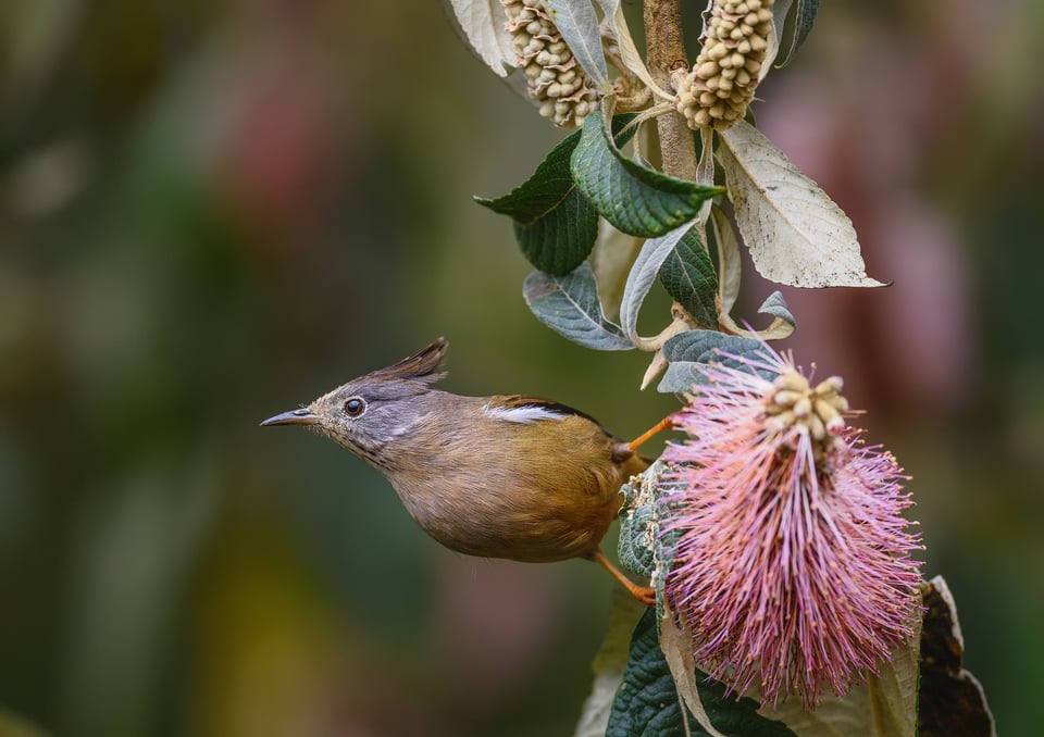 Stripe-throated Yuhina