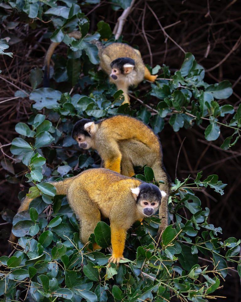 Three black-capped squirrel monkeys 03