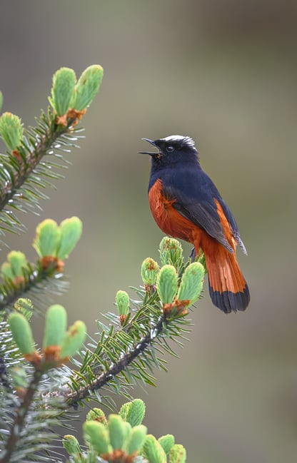 White-capped Redstart