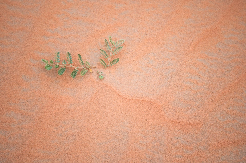 Plant in the Sand at Liwa Desert