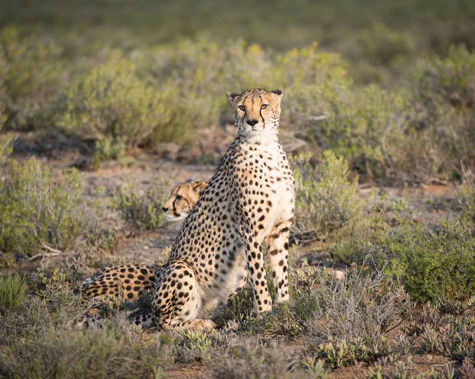 Sanbona Game Reserve, Western Cape, South Africa