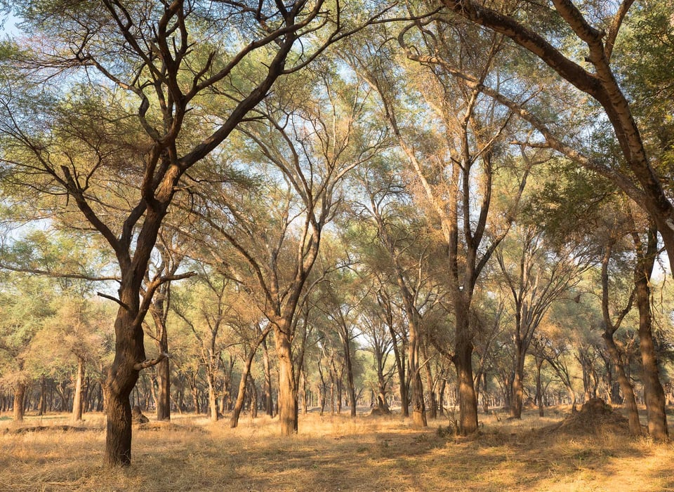 Forest near Old Mondoro