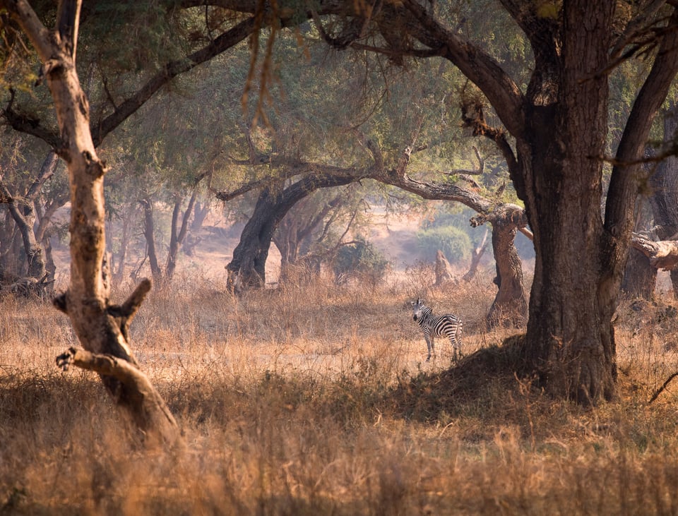 Solitary Zebra